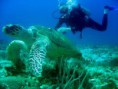 /album/cozumel/a17-jpg/