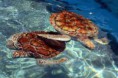 /album/isla-mujeres/a5-jpg4/